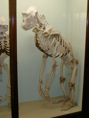 skeleton1.gif